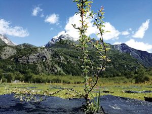 En transición de “maleza” a superfruta