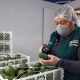 Exportación de Palta tuvo un buen desempeño en el primer trimestre del año