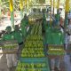 Se consolidan las exportaciones de banano orgánico a Europa y Asia