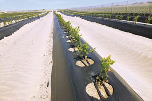 El reto de plantar en febrero y cosechar en septiembre