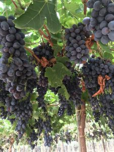 AGQ está desarrollando parámetros nutricionales en Uvas de Mesa