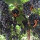 AGQ está desarrollando parámetros nutricionales en Uvas de Mesa