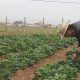 El INIA trabaja en el desarrollo agrícola de la Región de Coquimbo ante la escasez hídrica