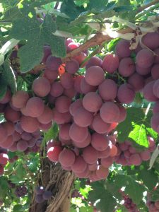 “Las condiciones de un cultivo son determinantes a la hora de aplicar un regulador de crecimiento”