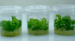 Ceniflores y el ICA impulsan la innovación en la floricultura colombiana