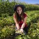 Joven emprendedora busca rescatar las semillas antiguas de hortalizas, frutas y hierbas finas