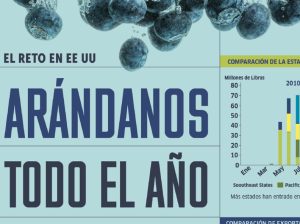 Arándanos todo el año