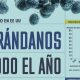 Arándanos todo el año