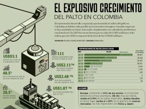 El explosivo crecimiento del palto en Colombia