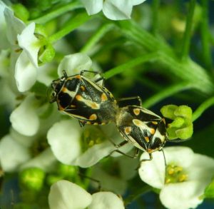 Técnicas de biología molecular, herramientas claves para identificar plagas agrícolas