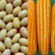 INIA desarrolló nuevas variedades de frijol y maíz amarillo duro