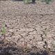 Prevén importantes efectos en frutales ante presencia del Fenómeno de La Niña