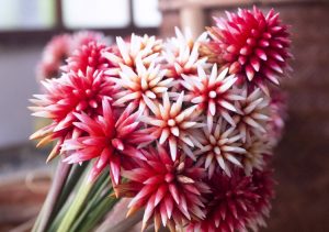 Flores exóticas de Puerto Inírida conquistan Europa, Estados Unidos y China