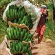 Envíos del Clúster de Banano Orgánico de Piura registra importantes cifras en volumen y valor