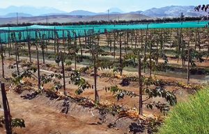 Vivero Los Viñedos apuesta por el cerezo en los valles interandinos