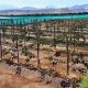 Vivero Los Viñedos apuesta por el cerezo en los valles interandinos