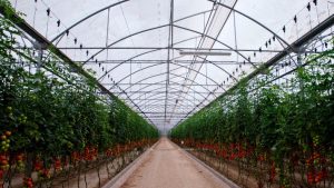 ¿Es la agricultura vertical y de interior el negocio de más rápido crecimiento en el mundo?