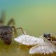 Los parasitoides utilizan el rastro de las hormigas para evitar su ataque