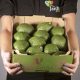 Colombia obtiene primera certificación Fair Trade USA para aguacate Hass