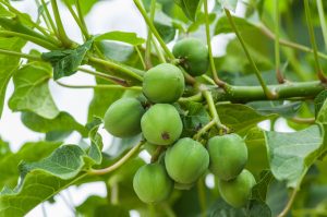 Jatropha: La gran promesa verde para el biodiesel