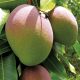 Exportación de mango fresco caería 12% en la campaña 2020/2021