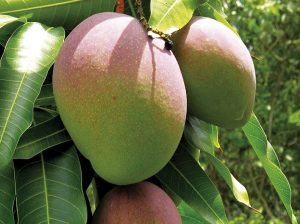 Menor cosecha peruana de mango Kent se traduce en menos envíos y fruta más grande