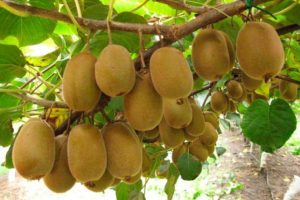 Mal inicio de temporada impacta en las exportaciones de kiwi chileno