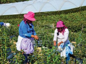 Athos y el potencial del arándano en las alturas del Perú