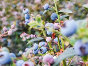 Planes presentes y futuros de Hortifrut en Colombia
