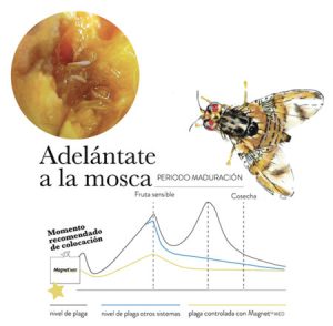 Innovación en el control de la mosca de la fruta con MagnetTM MED