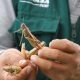 Plaga de langostas que afecta países vecinos no llegará a Perú