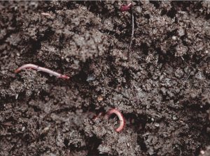 Bioamino-L®: Un efectivo activador biológico de suelos