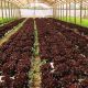 Desafíos y acciones para promover la asociatividad del sector agrícola al 2030