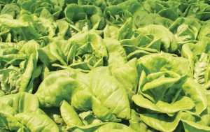 AGROSAVIA evaluará producción de ocho hortalizas en el Caribe
