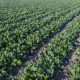 Los desafíos para la producción orgánica de hortalizas