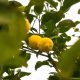 Agricultores de Cajamarca mejoraron calidad genética y manejo productivo de la lima