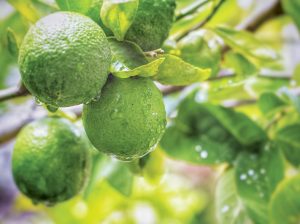 El limón Tahití conquista la selva