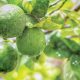 El limón Tahití conquista la selva