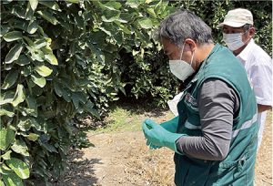 Limón: la sequía de Piura y el golpe a su exportación
