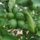 2020 será el Año Internacional de la Sanidad Vegetal