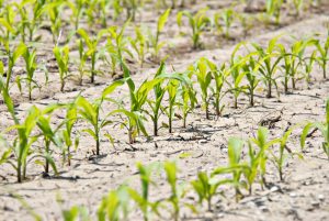 Flagship recaudó fondos para desarrollar empresas de "bioplataforma" en agricultura, nutrición y salud