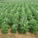 Selección genética de lupinos mejora su calidad y la rentabilidad de sus productores