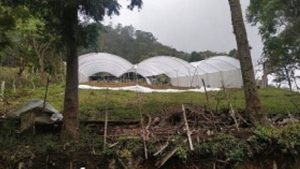 Macrotúneles: tecnología impacta favorablemente en el cultivo de mora