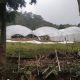 Macrotúneles: tecnología impacta favorablemente en el cultivo de mora