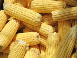 Ministerio de Agricultura anunció la entrega de 14 toneladas de semillas certificadas a productores rurales