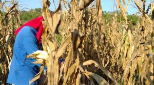 Agrosavia produce semillas de una nueva variedad de maíz