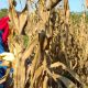 Agrosavia produce semillas de una nueva variedad de maíz