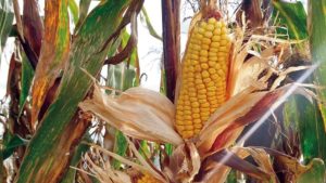 Presentan nueva variedad de maíz amiláceo con mayor rendimiento y calidad