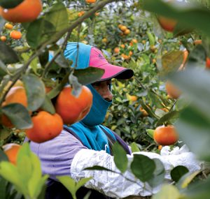 Citofour favorece el desarrollo productivo de las mandarinas