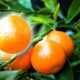 Producción mundial de mandarinas anotaría récord de 33,3 millones de toneladas